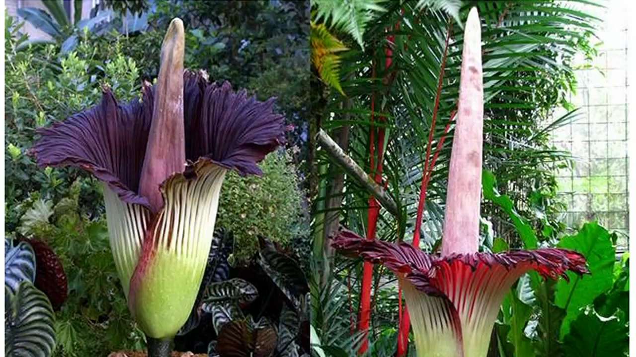 world-s-tallest-flower-about-to-bloom-in-niagara-citynews