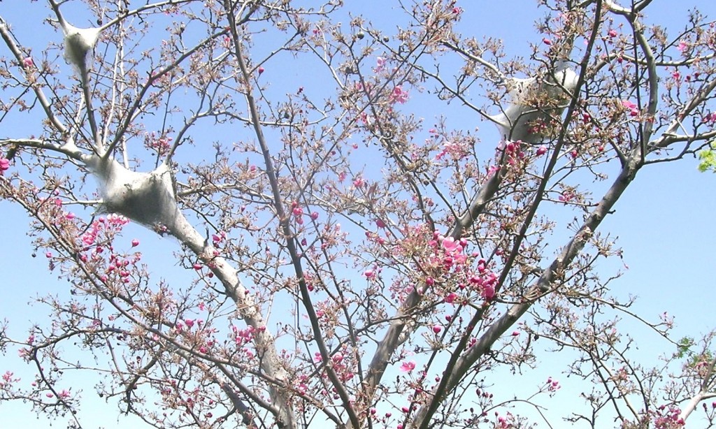 The Eastern tent caterpillar, pictured in the tree, is a native insect that rarely occurs tree death in Toronto. CITY OF TORONTO