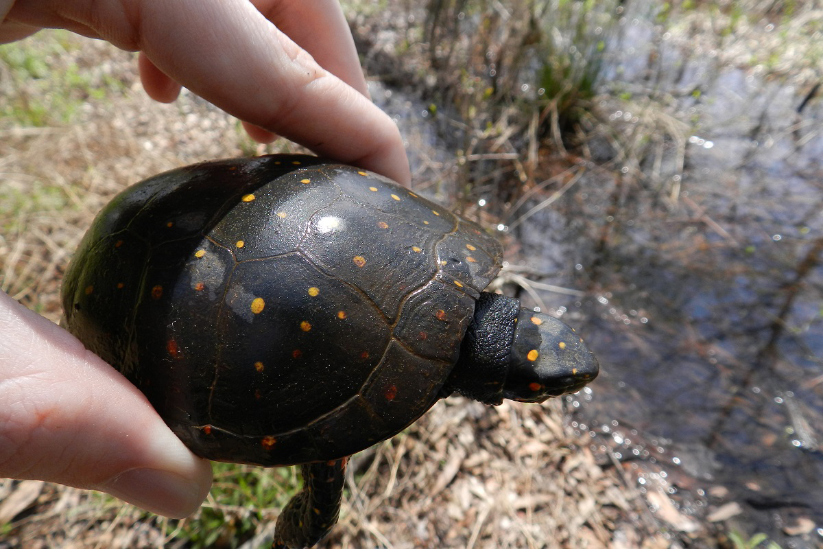 Poachers threatening Ontario turtle population - CityNews