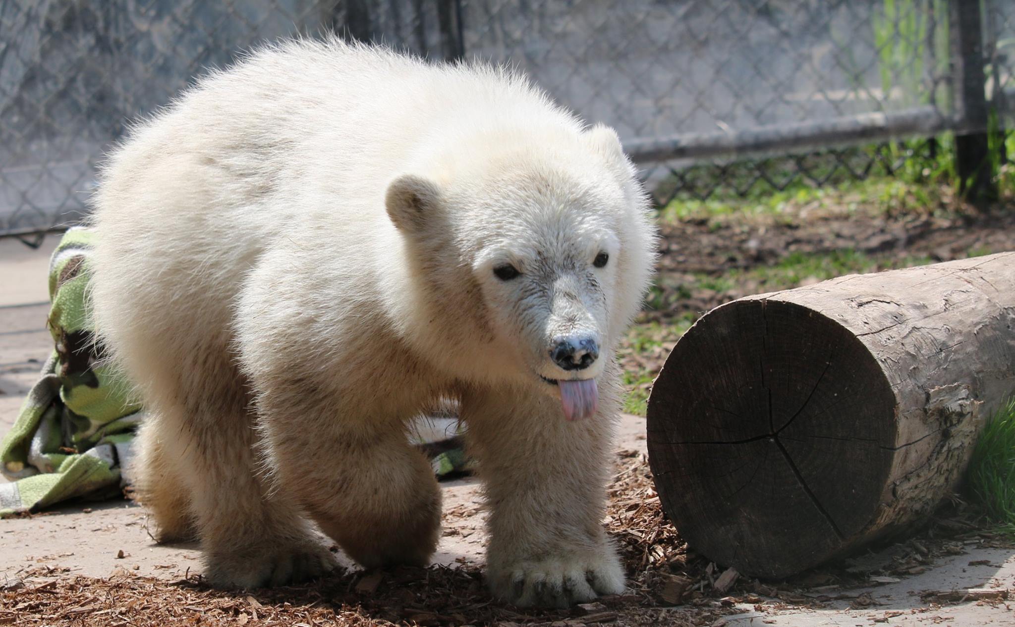 Juno The Polar Bear Cub Turns 6 Months Old 680 News